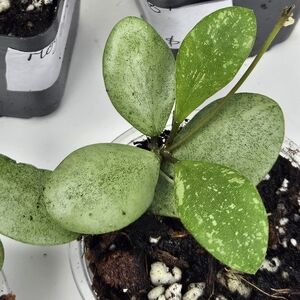 Green and Silver Hoya Plant